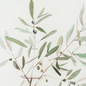 Olive Branches 
