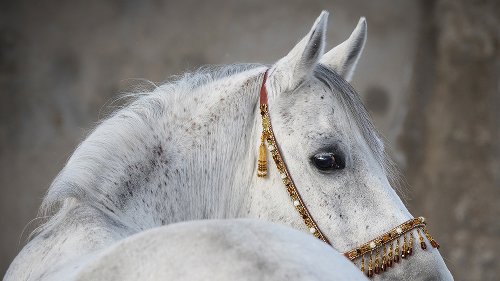 Alubild Araber Hengst 