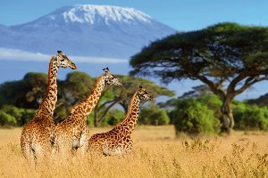 Giraffen in der Savanne 
