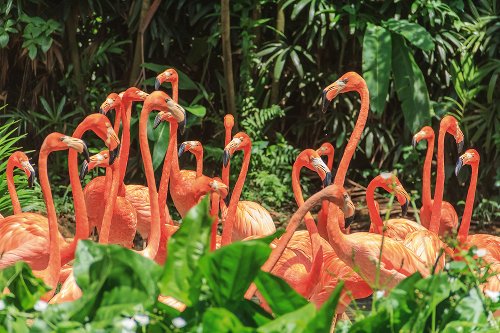 nice flamingo family 