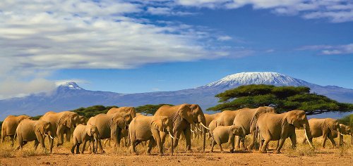 Grande famille d'éléphants dans la savane