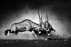 2 kämpfende Oryx 