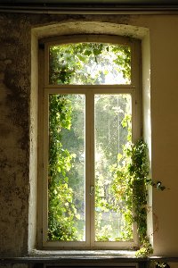 Fenster bewachsen mit Laub 