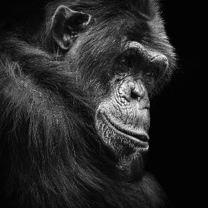 Schimpanse in Gedanken 