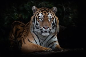 Imposanter Tiger 