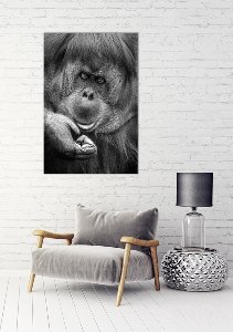 Orangutan 