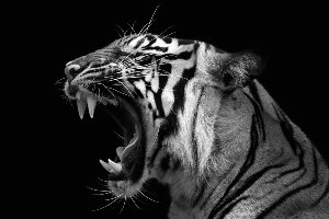 Fauchender Tiger 