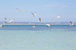 Seagulls over the North Sea 