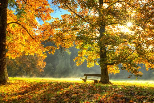 Lever de soleil dans la forêt d'automne