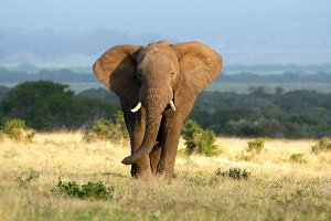 Elephant in the steppes 