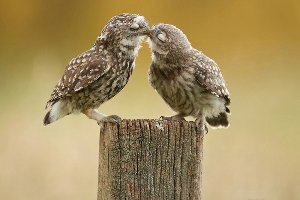 Owls in love 