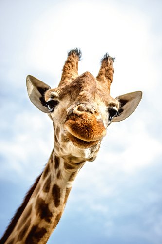 Akustikbild Lächelnde Giraffe 