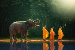 monks hiking with elephant 