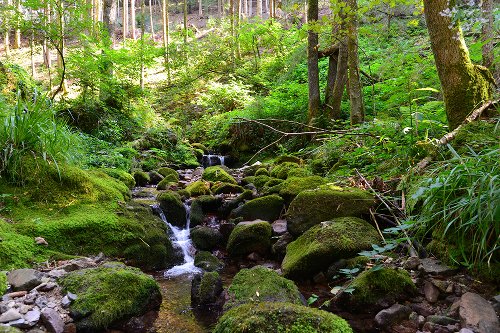 Akustikbild Flußlauf im Wald 2 