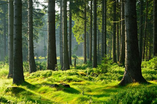 Forêt dans les montagnes 