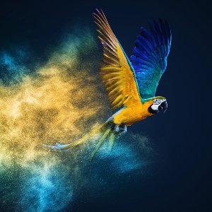 Flying Parrot 