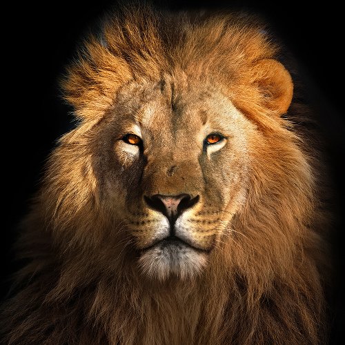 Le Roi Lion 