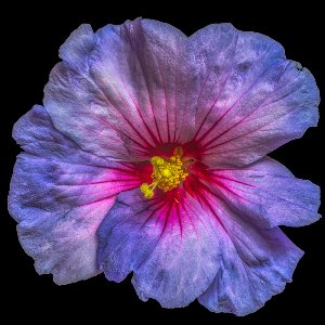 Akustikbild Hibiskusblüte in blau und rosa