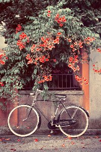 Vélo sous fleurs rouges 