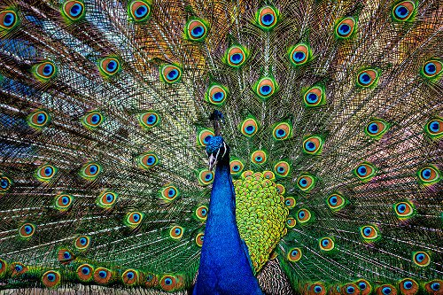 Proud peacock 