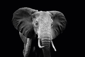 Majestätischer Elefant 