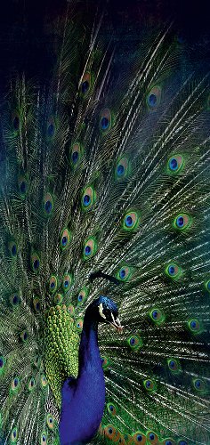 Majestic peacock 