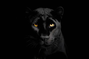 Black Panther 