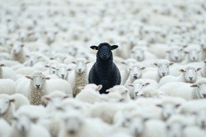 Black Sheep 