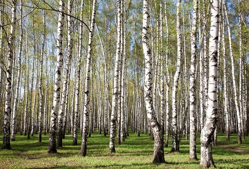 Akustikbild Slim Birkenwald 