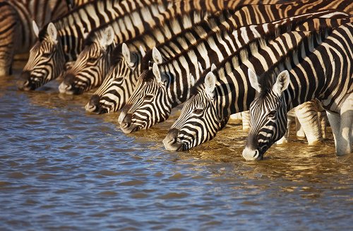 Akustikbild Slim Zebras am Fluß
