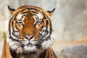 Akustikbild Slim Tiger 