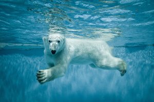 Akustikbild Slim Eisbär 