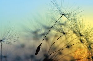 Akustikbild Slim Pusteblume 1 