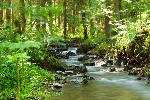 Akustikbild Slim Flußlauf im Wald 1