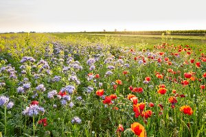 Akustikbild Slim Blumenwiese 
