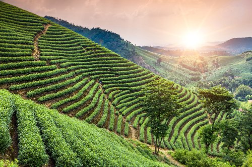 Vineyards 