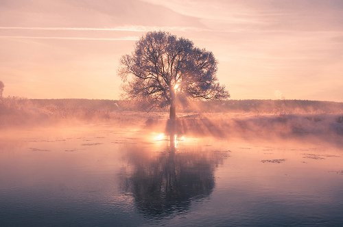 Akustikbild Slim Baum mit Spiegelung