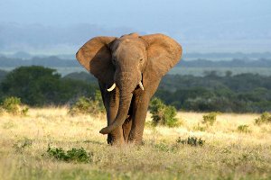 Akustikbild Slim Elefant in der Steppe