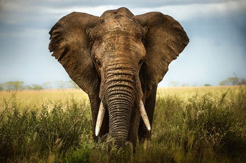Éléphant 