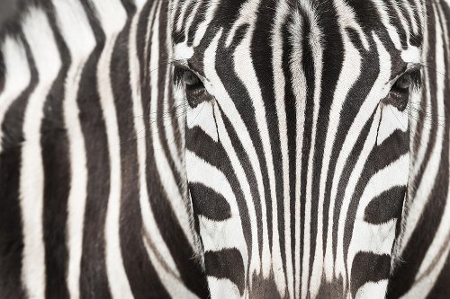 Akustikbild Slim Zebra 