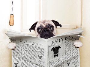 Akustikbild Slim Mops mit Zeitung
