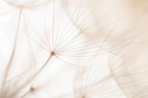 Akustikbild Slim Pusteblume 2 