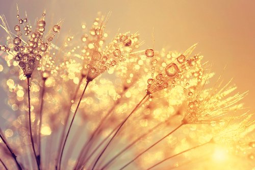 Akustikbild Slim Pusteblume mit Morgentau