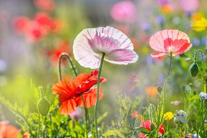 Akustikbild Slim Mohnblumen 4 