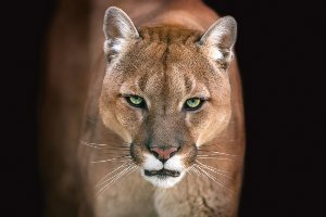 Akustikbild Slim Puma 