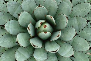 Akustikbild Slim Agave 