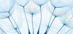 Akustikbild Slim Pusteblumen in blau