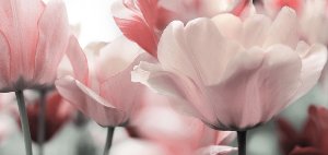 Akustikbild Slim Blüten in rose