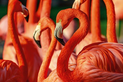 Akustikbild Slim Flamingos 
