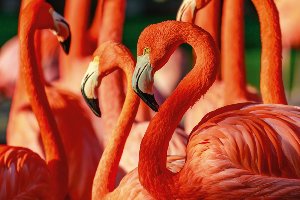 Akustikbild Slim Flamingos 